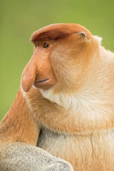 Proboscis Monkey Nasalis Larvatus Macaco Nariz Comprido Conhecido Como Bekantan — Fotografia de Stock