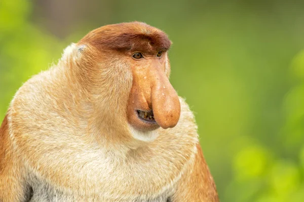 Proboscis Monkey Nasalis Larvatus Macaco Nariz Comprido Conhecido Como Bekantan — Fotografia de Stock