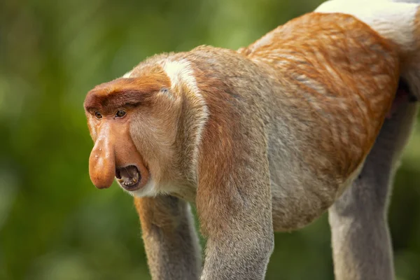 Proboscis Monkey Nasalis Larvatus Macaco Nariz Comprido Conhecido Como Bekantan — Fotografia de Stock