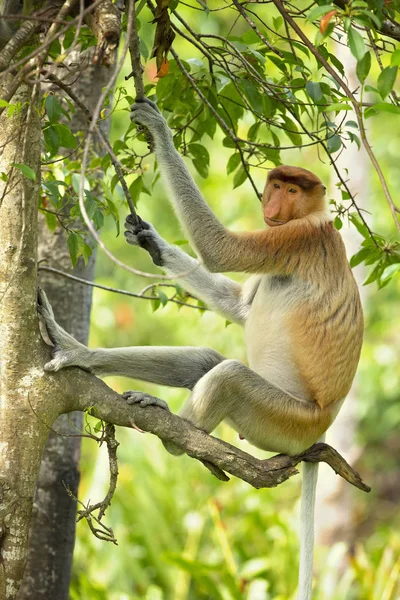 프로보시스 원숭이 비설리스 라바투스 인도네시아의 베칸탄 Bekantan 알려진 코원숭이는 비정상적으로 — 스톡 사진