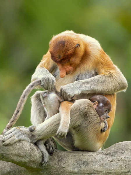 Monyet Proboscis Nasalis Larvatus Atau Monyet Hidung Panjang Yang Dikenal — Stok Foto