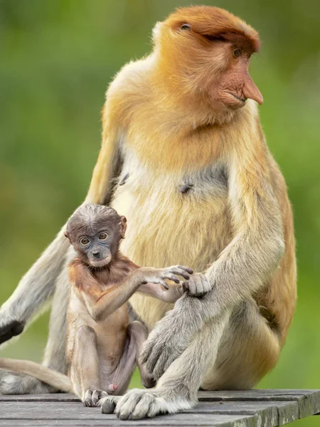 Mono Probóscis Nasalis Larvatus Mono Nariz Larga Conocido Como Bekantan — Foto de Stock