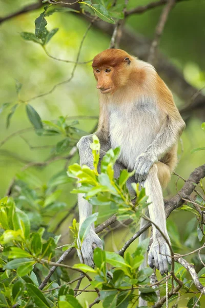 Proboscis Monkey Nasalis Larvatus Aap Met Lange Neus Bekend Als — Stockfoto