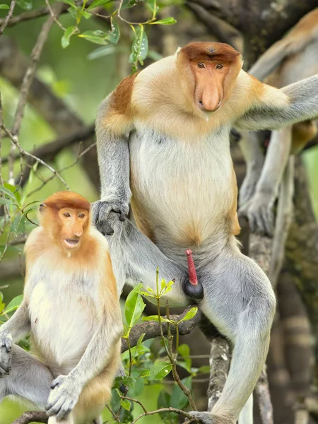 Monyet Proboscis Nasalis Larvatus Atau Monyet Hidung Panjang Yang Dikenal — Stok Foto