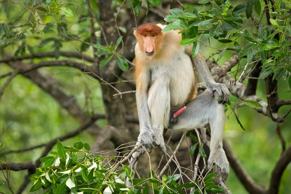 Proboscis Monkey Nasalis Larvatus Macaco Nariz Comprido Conhecido Como Bekantan — Fotografia de Stock