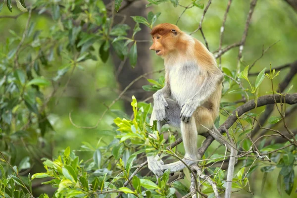 Proboscis Monkey Nasalis Larvatus Macaco Nariz Comprido Conhecido Como Bekantan — Fotografia de Stock