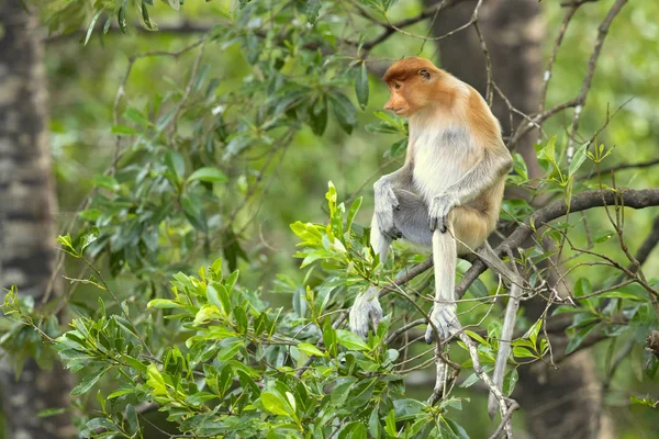 Proboscis Monkey Nasalis Larvatus Macaco Nariz Comprido Conhecido Como Bekantan — Fotografia de Stock