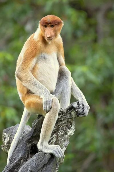 프로보시스 원숭이 비설리스 라바투스 인도네시아의 베칸탄 Bekantan 알려진 코원숭이는 비정상적으로 — 스톡 사진