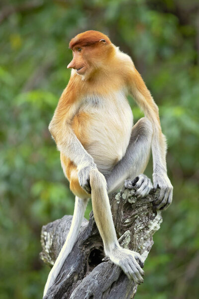 Proboscis monkey (Nasalis larvatus) or long-nosed monkey, known as the bekantan in Indonesia, is a reddish-brown arboreal Old World monkey with an unusually large nose. It is endemic to the southeast Asian island of Borneo. 