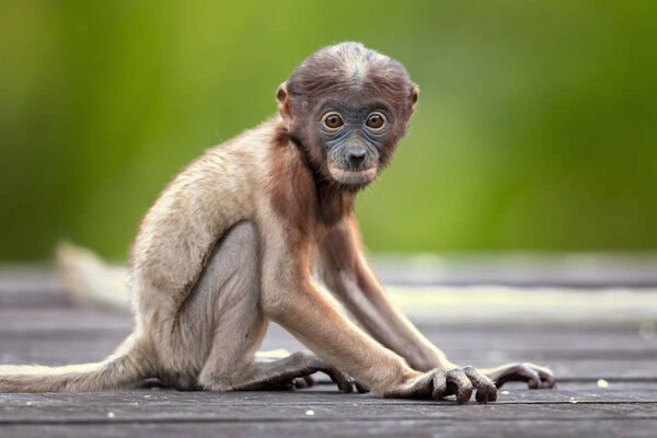 Proboscis monkey (Nasalis larvatus) or long-nosed monkey, known as the bekantan in Indonesia, is a reddish-brown arboreal Old World monkey with an unusually large nose. It is endemic to the southeast Asian island of Borneo. 