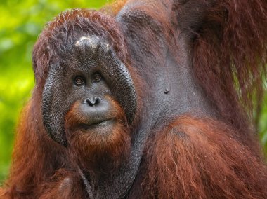 Bornean orangutan (Pongo pygmaeus), orangutan türüdür. Sumatra orangutan ve Tapanuli orangutan ile birlikte, Asya'ya özgü büyük maymunların tek cinsine aittir..
