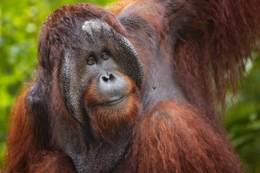 Bornean orangutan (Pongo pygmaeus), orangutan türüdür. Sumatra orangutan ve Tapanuli orangutan ile birlikte, Asya'ya özgü büyük maymunların tek cinsine aittir..