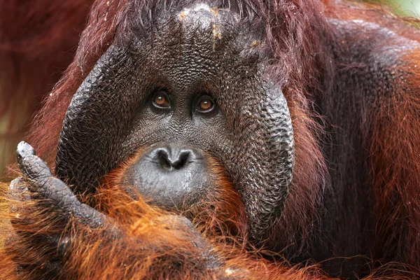Orangotango Bornéu Pongo Pygmaeus Uma Espécie Orangotango Nativa Ilha Bornéu — Fotografia de Stock