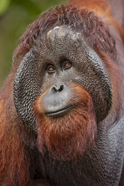 Bornean Orangutan Pongo Pygmaeus Species Orangutan Native Island Borneo Together — Stock Photo, Image