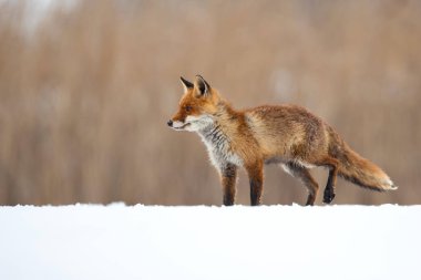 Kızıl Tilki (Vulpes vulpes) gerçek tilki ve sipariş Carnivora en yaygın olarak dağıtılan üyesi biri büyük