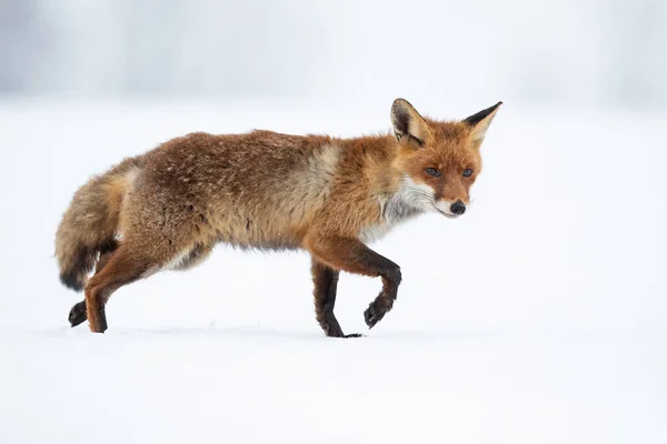 Красная Лиса Vulpes Vulpes Является Крупнейшим Настоящих Лис Одним Наиболее — стоковое фото