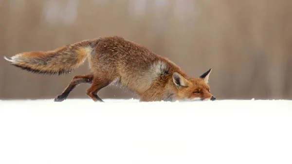 Красная Лиса Vulpes Vulpes Является Крупнейшим Настоящих Лис Одним Наиболее — стоковое фото