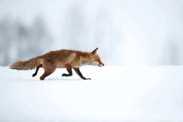 是最大的真正的狐狸和最广泛分布的成员之一的顺序食肉动物 — 图库照片