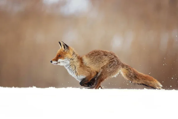 Liška Obecná Vulpes Vulpes Největší Pravda Lišky Jeden Nejvíce Široce — Stock fotografie