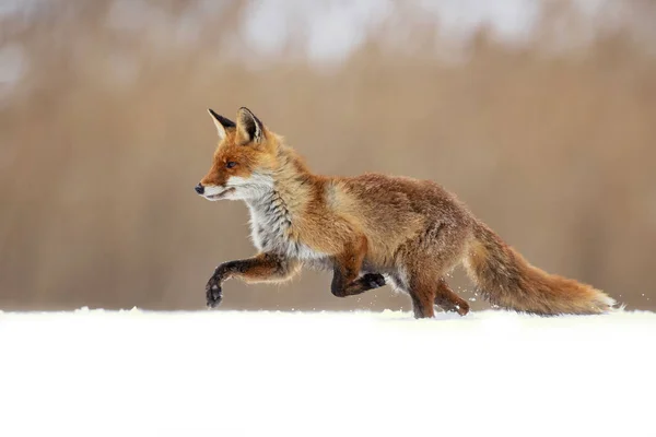 Liška Obecná Vulpes Vulpes Největší Pravda Lišky Jeden Nejvíce Široce — Stock fotografie