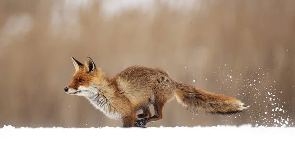 Liška Obecná Vulpes Vulpes Největší Pravda Lišky Jeden Nejvíce Široce — Stock fotografie