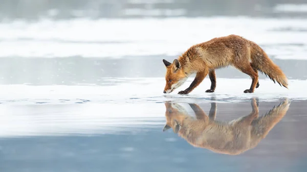 是最大的真正的狐狸和最广泛分布的成员之一的顺序食肉动物 — 图库照片