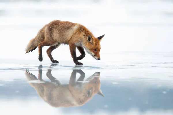 Red Fox Vulpes Vulpes Largest True Foxes One Most Widely — Stock Photo, Image