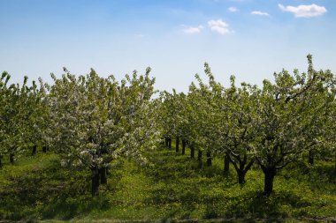 Üst üste kiraz ağaçları çiçek açmış. Bahar Parkı.