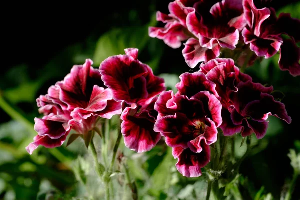 Színes Virág Pelargonium Zöld Nyári Napon — Stock Fotó