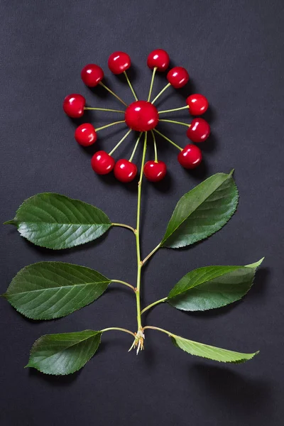 Eine Blume Von Kirschen Auf Grauem Hintergrund — Stockfoto