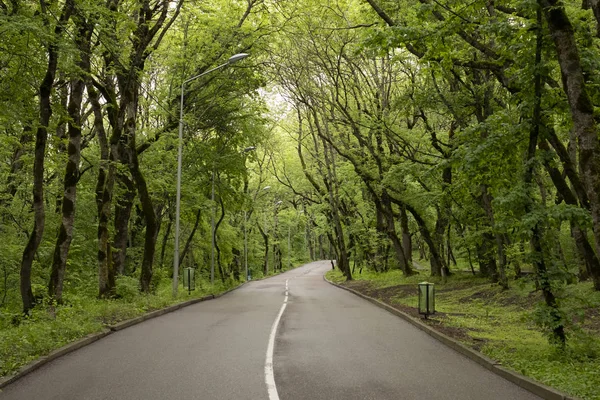 Road Forest Leaving Turn Large Trees Surround Road — Stock Photo, Image