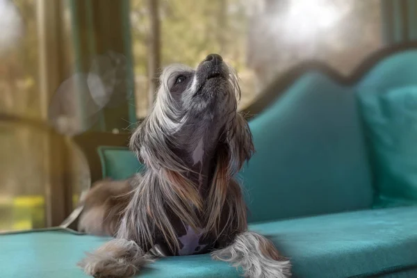 Chino cresta perro miente y canta en purista azul sofá . — Foto de Stock