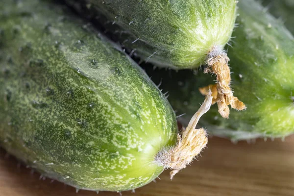 Makro-Foto Lebensmittel Gemüsegurke mit Pickeln. — Stockfoto