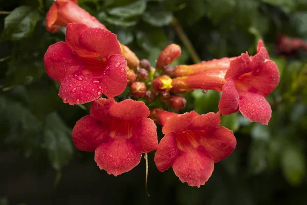 Virág a piros Campsis radicans után eső. — Stock Fotó