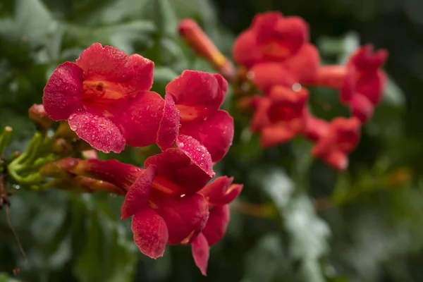Virág a piros Campsis radicans után eső. — Stock Fotó