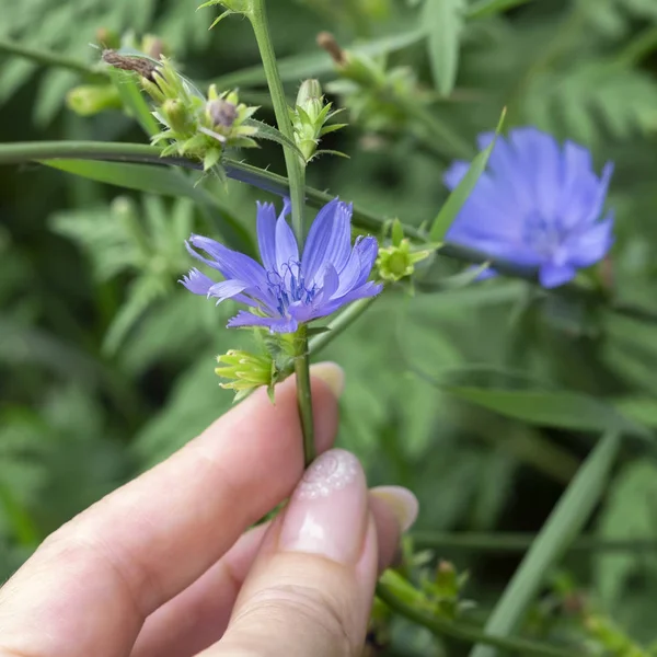 Flor de achicoria azul en la naturaleza. Mano femenina desgarrando una flor azul . —  Fotos de Stock