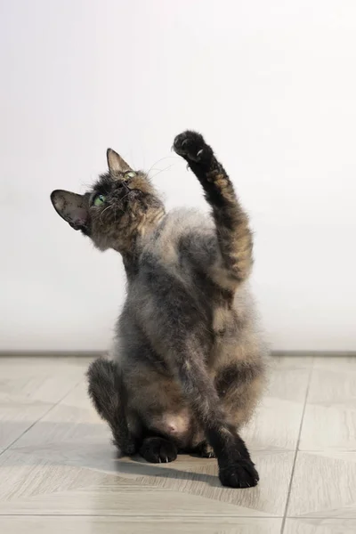 Yeşil gözlü genç Cornish Rex kedisi. Rengi kaplumbağa.. — Stok fotoğraf