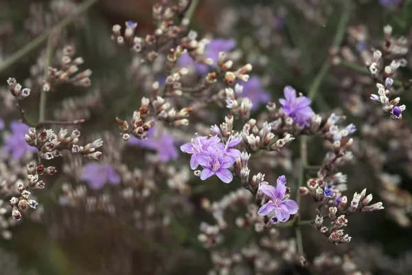 Lato naturalne makro kwiatowy tle wieloletnich Limonium pectinatum — Zdjęcie stockowe
