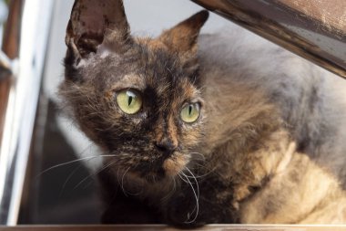 Sarı gözlü genç Cornish Rex kedi.
