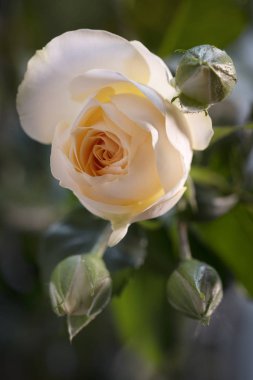 Koyu bir arka plan üzerinde küçük tomurcukları ile pembe gül. .