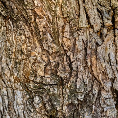 Zeytin ağacı arka plan dokusu. Eski dokulu ahşap