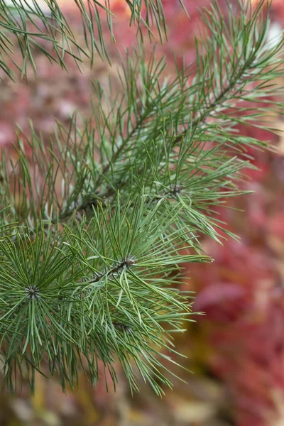 Nadeln auf einem Hintergrund aus roten Blättern. Kiefernzweig aus nächster Nähe — Stockfoto