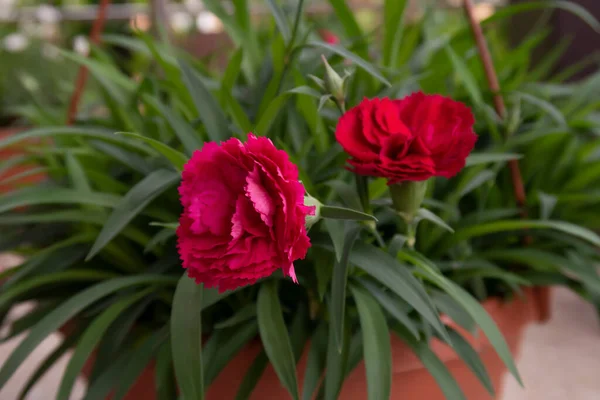 Piros szegfű sűrű növényzet egy virágcserép, lágy fókusz — Stock Fotó