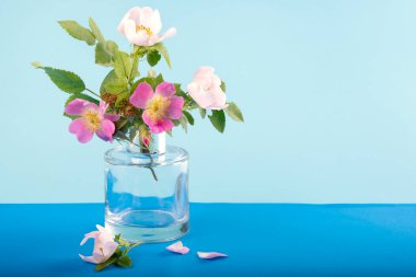 Mavi arka planda cam bir vazoda yabani gül çiçekleri