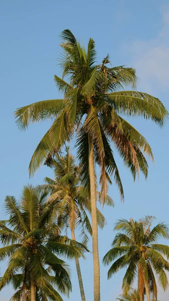 Кокосові Дерева Блакитному Небі — стокове фото