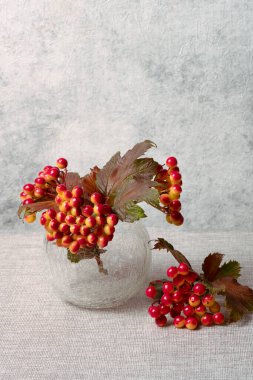 Gri arka planda cam vazodaki Viburnum natürmort