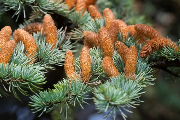 Nadelzweig mit Zapfen. Tannenzapfen am Baum — Stockfoto