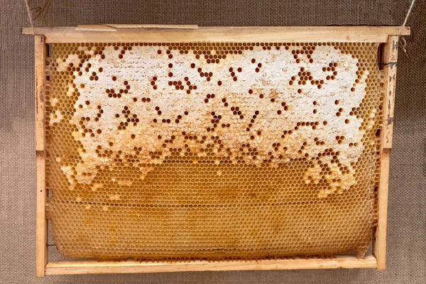 Bienenwaben im Holzrahmen — Stockfoto