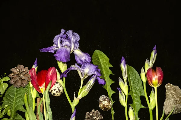 Szegély lila irises, mező piros tulipán, fürjtojás, fenyő kúpok, kő, levelek fekete rétegelt lemez háttér — Stock Fotó