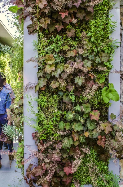 Mozaika z rohu na stěně budovy, se svislým pěstováním, rozmanitost rostlin, trávy, květin a vinné révy — Stock fotografie